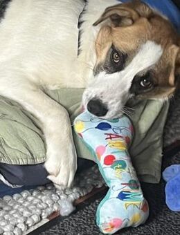 Zara - vorvermittelt - - Weilmünster