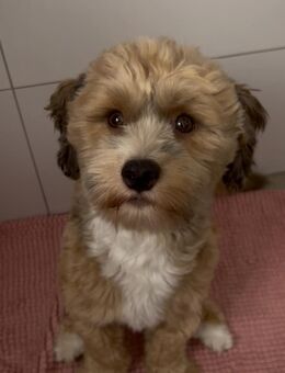 Biete Deckrüden Havaneser- Bichon Frisé - Rhede