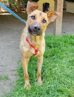 Nella im Tierheim Sulzbach - Bad Vilbel