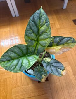 Alocasia Silver Dragon Aurea - Nusplingen