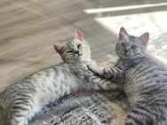 Reinrassige BKH Kitten sofort abzugeben - Neuwied