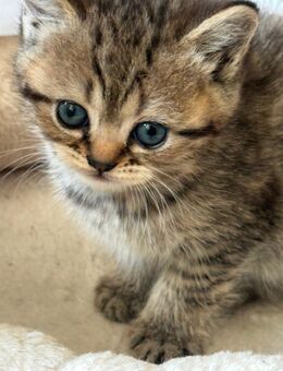 Bkh katze❤️ - Rheine Zentrum