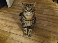 BKH Kater / Katze - Gießen