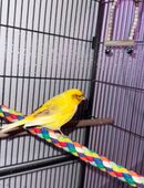 Verkaufe 2 kanarienvögel in 18106