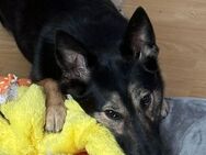 Schäferhund-Mix Hündin Lambada sehnt sich nach einem Zuhause - München