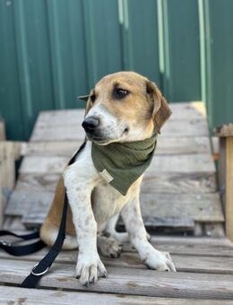Ozzy - Lieber, junger Rüde sucht Zuhause - Berlin