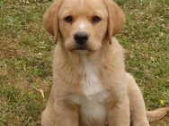 Hellbrauner Labrador-Mix Welpe männlich - Günstedt