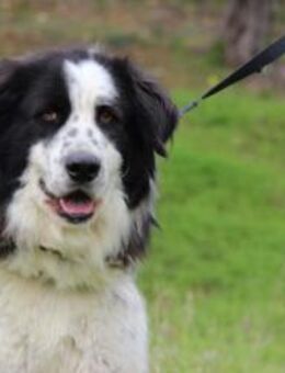 Eros - Rieden (Rheinland-Pfalz)