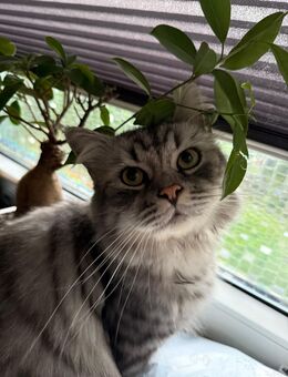Bkh Perser Mix Kater - Bochum