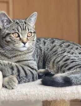 BKH Kitten: 2 Mädchen Katzen Katzenbaby sofort abholbereit - Siegburg