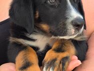 Süße Berner Sennenhund Mix Welpen abzugeben! - Thundorf (Unterfranken)