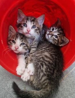 Süße Babykatzen - Peiting