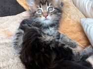 Doublè...Maine Coon Kitten reinrassig mit Stammbaum - Bottrop Zentrum