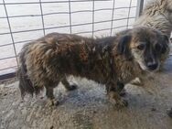 Biene, süße Maus, sucht Zuhause - Blankenheim (Nordrhein-Westfalen)