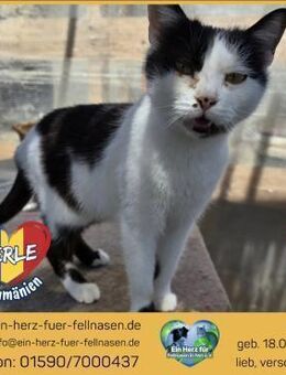 Perle sucht ein Zuhause mit Freigang! - Waakirchen