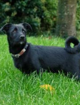 Oskar sucht sein Zuhause - Fronreute