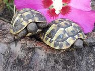 Griechische Landschildkröten Nachzucht aus 2024 - Klingenberg