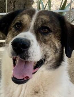 MICHELE - groß, kräftig, verschmust - Dänischenhagen