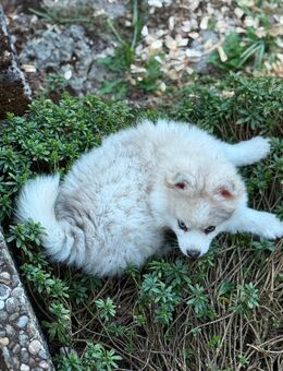 Pomsky F3 Welpen Merle zuverkaufen - Poppenhausen