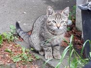 Katzenbaby 3 Monate alt st bereit für ein neues Zuhause - Berlin