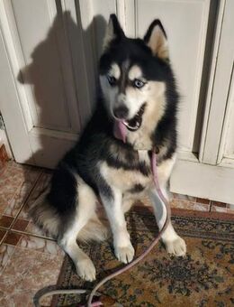 Ausgeglichene Vicky sucht ein Zuhause! - Großefehn