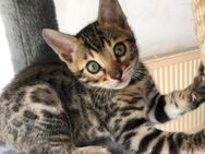 Bengal Kätzchen Reinrassig mit Herz Rosette und Champion Linie - Werther (Westfalen)