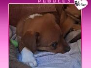 💕 PEBBLES - SUCHT IHRE HERZENSMENSCHEN - Alfeld (Leine)