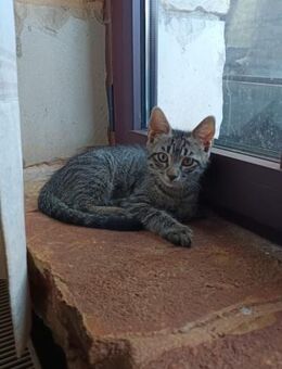 Vito aus dem Tierschutz - Grevenbroich