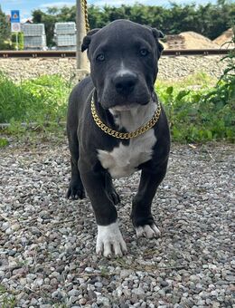 American bully xl - Krempdorf