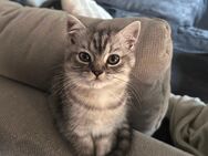 BLH/EKH Kater abzugeben - Völklingen Zentrum
