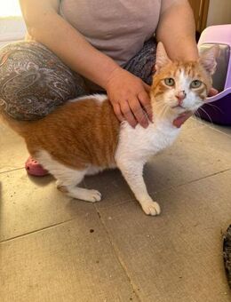 Einzelkater Garfield aus dem Tierschutz - Grevenbroich