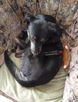 Freddy sucht ein liebevolles Zuhause - Magdeburg