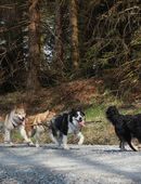 Fahrt mit Schlittenhunden in 96528