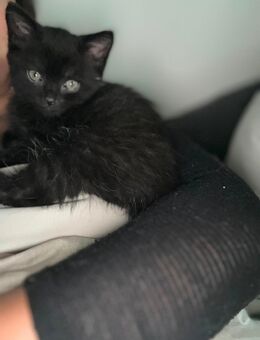 4 wunderschöne BKH Kitten - Kamp-Lintfort