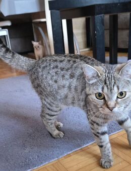 Katze u. Kater - Hannover