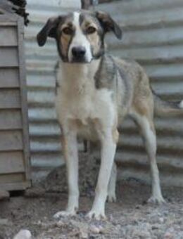 Melody braucht ein schönes Zuhause - Oberhausen