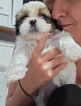 Shih tzu welpen - Güstrow