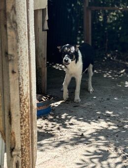 Roxy will ihr Herz verschenken - Celle