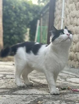 Miss Pisklya 🐾 die junge Mutter - Kirchheim (München)