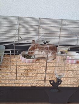 Kaninchen zu verkaufen - Remscheid