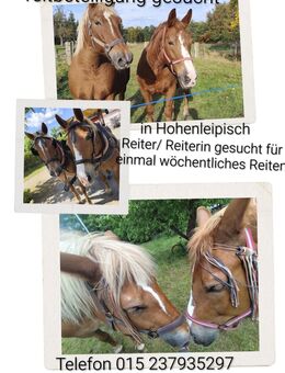 Reitbeteiligung - Hohenleipisch