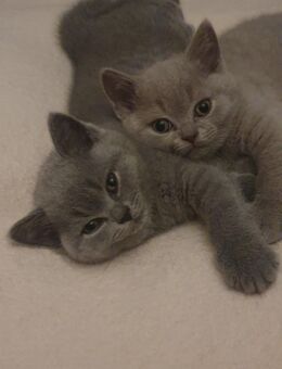 BKH Kitten 1 Mädchen + 1 Junge - Dortmund