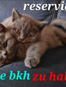 Traumhafte Britenbaby BKH in Blue ! - Bremen