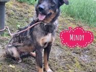 Mindy braucht ihre Menschen - Flörsheim-Dalsheim
