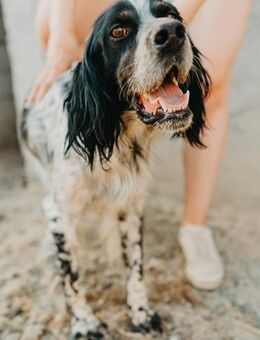 Freundlicher Lino - Stuttgart