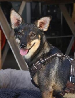 Kara fröhliche Hündin sucht ihr Zuhause - Kallmünz