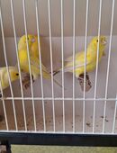 Kanarienmännchen fleissige Sänger in 33758