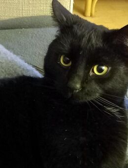 DIESEL - möchte wieder durchstarten - Berlin