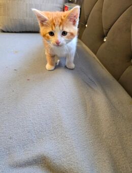 Maine coon mix kitten(nur 1Kater) - Lünen