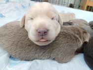 Labrador Welpen - Visselhövede
